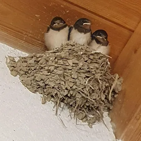 Archontiko Kourkoulos 度假居